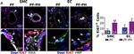 Rabbit IgG (H+L) Cross-Adsorbed Secondary Antibody in Immunohistochemistry (Paraffin) (IHC (P))