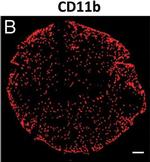 Rat IgG (H+L) Cross-Adsorbed Secondary Antibody in Immunocytochemistry, Immunohistochemistry (ICC/IF, IHC)