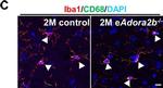 Rat IgG (H+L) Highly Cross-Adsorbed Secondary Antibody in Immunohistochemistry (PFA fixed) (IHC (PFA))