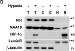 Mouse IgG (H+L) Cross-Adsorbed Secondary Antibody in Immunohistochemistry (IHC)