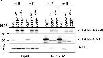 Rabbit IgG (H+L) Secondary Antibody in Western Blot (WB)