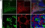 Sheep IgG (H+L) Cross-Adsorbed Secondary Antibody in Immunohistochemistry (IHC)