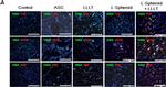 Rabbit IgG (H+L) Cross-Adsorbed Secondary Antibody in Immunocytochemistry (ICC/IF)