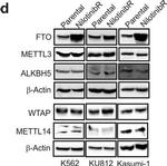 Goat IgG (H+L) Secondary Antibody in Western Blot (WB)