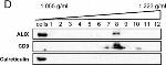 Mouse IgG, IgM, IgA (H+L) Secondary Antibody in Western Blot (WB)