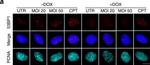 Rabbit IgG (H+L) Highly Cross-Adsorbed Secondary Antibody in Immunocytochemistry (ICC/IF)