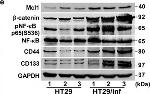 Rabbit IgG (H+L) Secondary Antibody in Western Blot (WB)