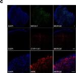 Rabbit IgG (H+L) Highly Cross-Adsorbed Secondary Antibody in Immunohistochemistry (IHC)