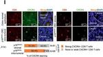 Rabbit IgG (H+L) Highly Cross-Adsorbed Secondary Antibody in Immunocytochemistry (ICC/IF)