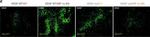 Rabbit IgG (H+L) Cross-Adsorbed Secondary Antibody in Immunohistochemistry (Paraffin) (IHC (P))