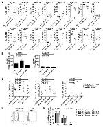 CD273 (B7-DC) Antibody in Flow Cytometry, T-Cell Activation (Flow, TCA)