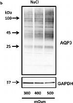 Rabbit IgG (H+L) Secondary Antibody in Western Blot (WB)