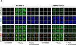 Mouse IgG (H+L) Cross-Adsorbed Secondary Antibody in Immunocytochemistry (ICC/IF)