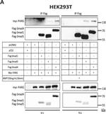 Rabbit IgG (H+L) Secondary Antibody in Western Blot (WB)