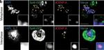 Rat IgG (H+L) Cross-Adsorbed Secondary Antibody in Immunocytochemistry (ICC/IF)