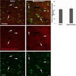 Goat IgG (H+L) Cross-Adsorbed Secondary Antibody in Immunohistochemistry (IHC)