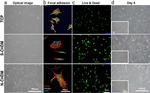 Mouse IgG (H+L) Cross-Adsorbed Secondary Antibody in Immunocytochemistry (ICC/IF)