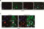 Rabbit IgG (H+L) Highly Cross-Adsorbed Secondary Antibody in Immunocytochemistry (ICC/IF)