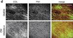 Rabbit IgG (H+L) Highly Cross-Adsorbed Secondary Antibody in Immunocytochemistry (ICC/IF)