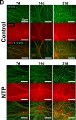 Mouse IgG (H+L) Cross-Adsorbed Secondary Antibody in Immunocytochemistry (ICC/IF)