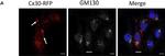 Rabbit IgG (H+L) Highly Cross-Adsorbed Secondary Antibody in Immunocytochemistry (ICC/IF)