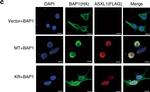 Rabbit IgG (H+L) Cross-Adsorbed Secondary Antibody in Immunohistochemistry (IHC)