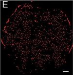 Rat IgG (H+L) Cross-Adsorbed Secondary Antibody in Immunocytochemistry, Immunohistochemistry (ICC/IF, IHC)