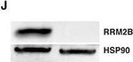 Rabbit IgG (H+L) Secondary Antibody in Western Blot (WB)