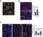 Rabbit IgG (H+L) Cross-Adsorbed Secondary Antibody in Immunohistochemistry (Paraffin) (IHC (P))