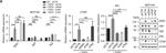 Goat IgG (H+L) Secondary Antibody in Western Blot (WB)