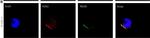 Rabbit IgG (H+L) Cross-Adsorbed Secondary Antibody in Immunocytochemistry (ICC/IF)