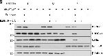 Rabbit IgG (H+L) Cross-Adsorbed Secondary Antibody in Western Blot (WB)