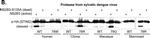 Rabbit IgG (H+L) Secondary Antibody in Western Blot (WB)