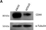 Rabbit IgG (H+L) Secondary Antibody in Western Blot (WB)