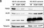 Mouse IgG, IgM, IgA (H+L) Secondary Antibody in Western Blot (WB)