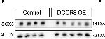 Rabbit IgG (H+L) Cross-Adsorbed Secondary Antibody in Western Blot (WB)