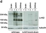 Sheep IgG (H+L) Secondary Antibody in Western Blot (WB)