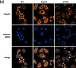 Mouse IgG (H+L) Highly Cross-Adsorbed Secondary Antibody in Immunocytochemistry (ICC/IF)