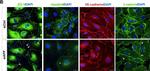 Mouse IgG (H+L) Highly Cross-Adsorbed Secondary Antibody in Immunocytochemistry (ICC/IF)