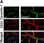 Rat IgG (H+L) Cross-Adsorbed Secondary Antibody in Immunohistochemistry (Frozen) (IHC (F))