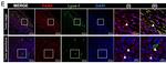 Rat IgG (H+L) Highly Cross-Adsorbed Secondary Antibody in Immunohistochemistry (IHC)