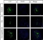 Rabbit IgG (H+L) Highly Cross-Adsorbed Secondary Antibody in Immunocytochemistry (ICC/IF)