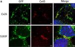 Rabbit IgG (H+L) Highly Cross-Adsorbed Secondary Antibody in Immunocytochemistry (ICC/IF)