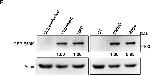 Rat IgG (H+L) Secondary Antibody in Western Blot (WB)