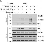 Rabbit IgG (H+L) Cross-Adsorbed Secondary Antibody in Western Blot (WB)