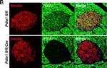 Guinea Pig IgG (H+L) Highly Cross-Adsorbed Secondary Antibody in Immunohistochemistry (Paraffin) (IHC (P))