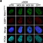 Mouse IgG (H+L) Highly Cross-Adsorbed Secondary Antibody in Immunocytochemistry (ICC/IF)