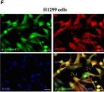 Mouse IgG (H+L) Cross-Adsorbed Secondary Antibody in Immunocytochemistry (ICC/IF)