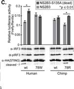 Rabbit IgG (H+L) Secondary Antibody in Western Blot (WB)