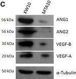 Rabbit IgG (H+L) Secondary Antibody in Western Blot (WB)